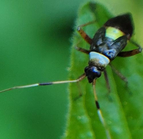 Closterotomus biclavatus